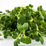 Mumm's Certified Organic Broccoli Brassica Blend 200gr