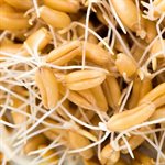 Mumm's Certified Organic Kamut Wheat 300gr